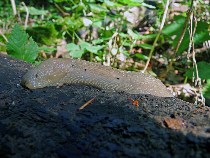 Limax punctulatus (?) dal Val Fredda (VA)